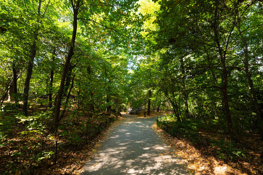Tree lined path in Central Park New York