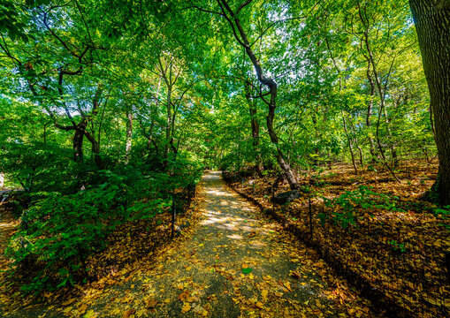 Central Park path covered with yellow leaves surrounded by green trees