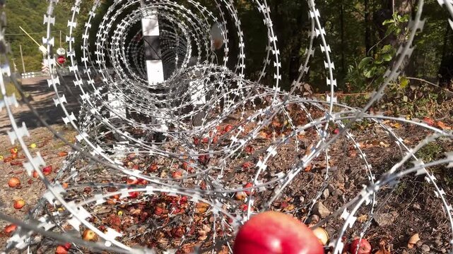 Egoza, razor wire, barbed steel spiral, Bruno coil enclosing red apple, metaphor of war, border, conflict, fragile life trapped in cold metallic barrier
