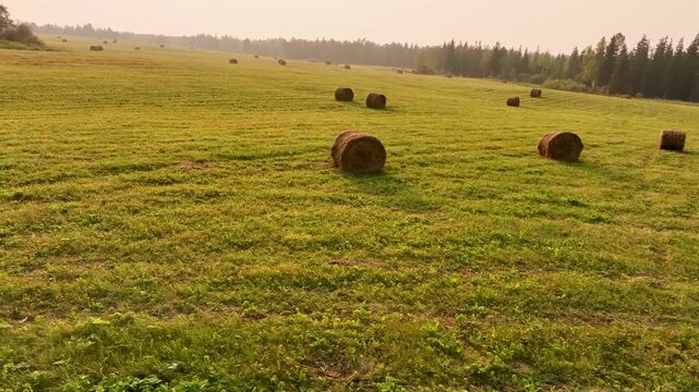 Drone flight over golden autumn hay field with round bales and rows of cut grass