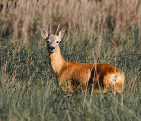roebuck © Jurand