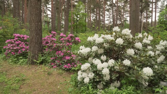 White and magenta rhododendron bushes bloom in full glory under tall pine trees. A static wide shot captures bright floral clusters in soft daylight.