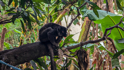 Obraz premium Dark furred lemur with amber eyes crouched on a tree branch surrounded by green leaves