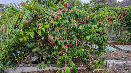 Vibrant red tropical flowers climbing through green palm fronds in a garden © Ambdillah