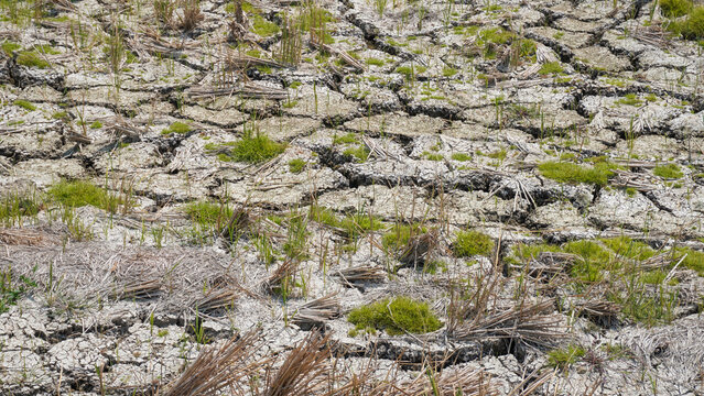 Dry cracked soil on agricultural farmland during drought in Pati, Indonesia. Parched ground with dried crop stubble and sparse grass highlights climate change, global warming, and water shortage.