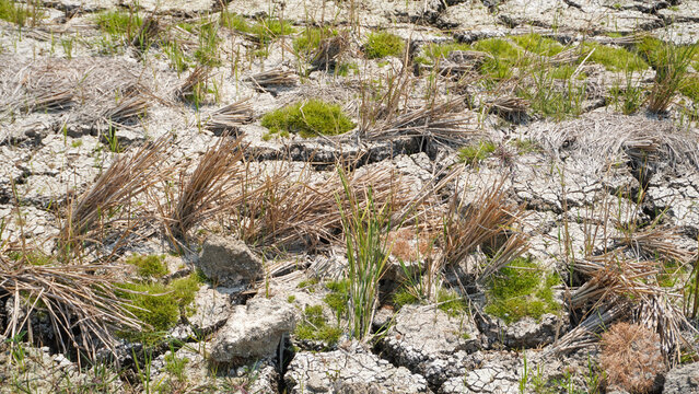 Dry cracked soil on agricultural farmland during drought in Pati, Indonesia. Parched ground with dried crop stubble and sparse grass highlights climate change, global warming, and water shortage.