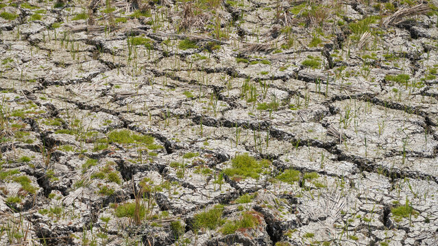 Dry cracked soil on agricultural farmland during drought in Pati, Indonesia. Parched ground with dried crop stubble and sparse grass highlights climate change, global warming, and water shortage.