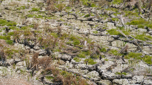 Dry cracked soil on agricultural farmland during drought in Pati, Indonesia. Parched ground with dried crop stubble and sparse grass highlights climate change, global warming, and water shortage.