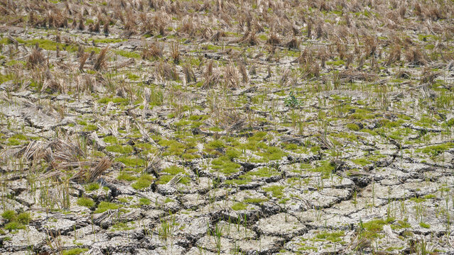 Dry cracked soil on agricultural farmland during drought in Pati, Indonesia. Parched ground with dried crop stubble and sparse grass highlights climate change, global warming, and water shortage.