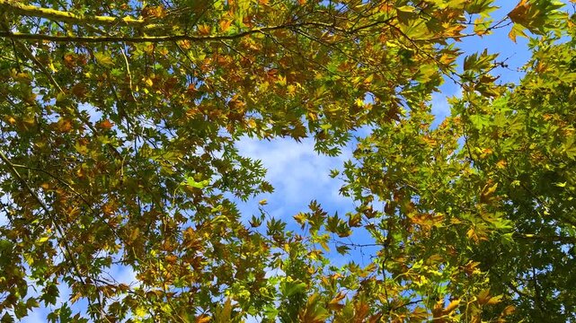 Green and yellow plane tree leaves moving in the wind against a blue sky in autumn. Natural seasonal foliage forming an autumn nature background