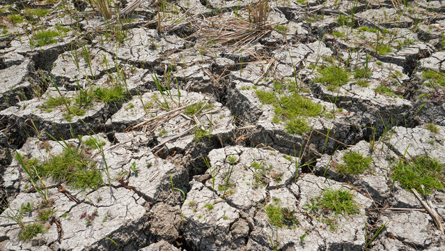Cracked dry soil on agricultural land during a severe drought in Pati, Indonesia, featuring parched ground with deep fissures, sparse green weeds, and dead crop stalks from climate change impact.