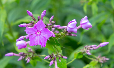 Phlox flowers (Phlox paniculata) blooms, of a bush, Close-up © romiri