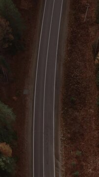 Top-down aerial footage of a winding asphalt road cutting through dense autumn forest with pines and birches, Ural Mountains region, Russia, travel and nature background