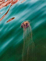 A large jellyfish drifts in the ocean hunting for food. © ggw