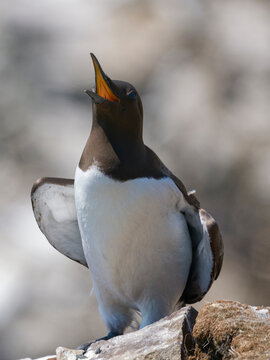 A common murre stands on a rocky coastal ledge, wings slightly open and beak raised in mid‑call.