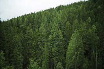 Blick auf Waldlichtung © Substanz