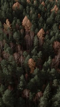 Top down aerial footage of dense mixed forest with evergreen pines and leafless birch trees in late autumn, natural landscape in the Ural Mountains, Russia