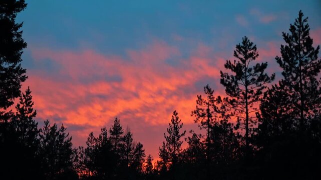 Vivid red sunset sky with dramatic dark cloud formations behind silhouetted pine tree branches.