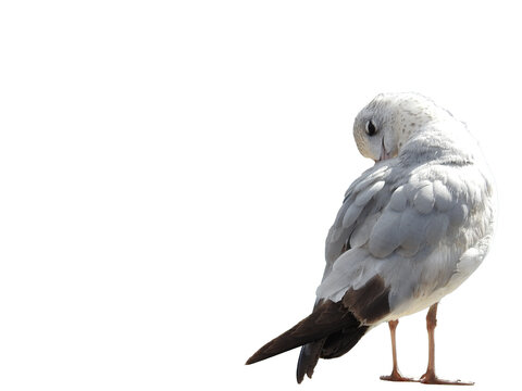 a seagull pruning Isolated on transparent background&nbsp;