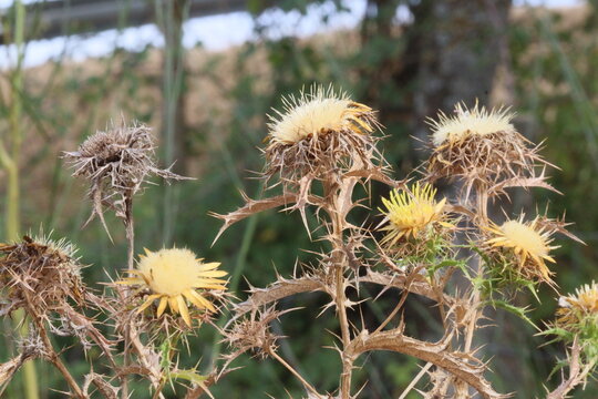 Flores secas