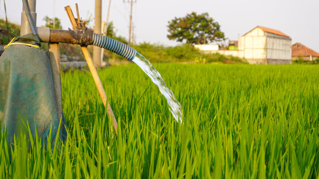 Clear groundwater pumping from an electric pump pipe system to irrigate a green rice paddy field on an agricultural farm, ensuring proper water management for healthy growing crop in rural countryside