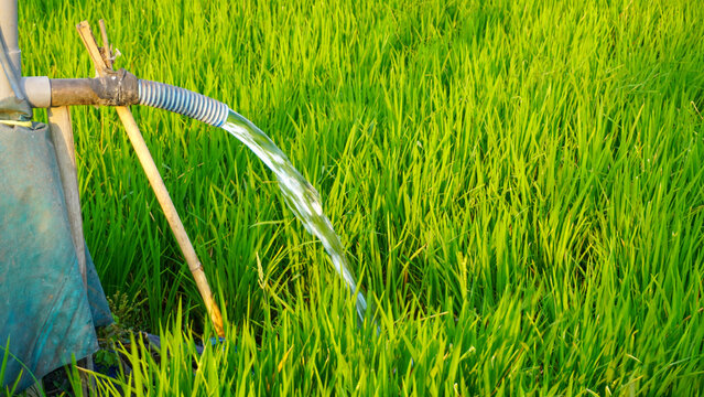 Clear groundwater pumping from an electric pump pipe system to irrigate a green rice paddy field on an agricultural farm, ensuring proper water management for healthy growing crop in rural countryside