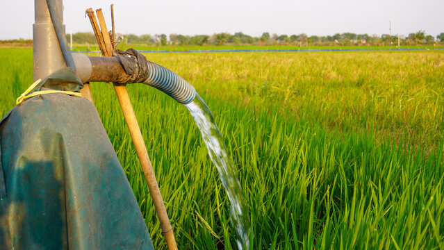 Clear groundwater pumping from an electric pump pipe system to irrigate a green rice paddy field on an agricultural farm, ensuring proper water management for healthy growing crop in rural countryside