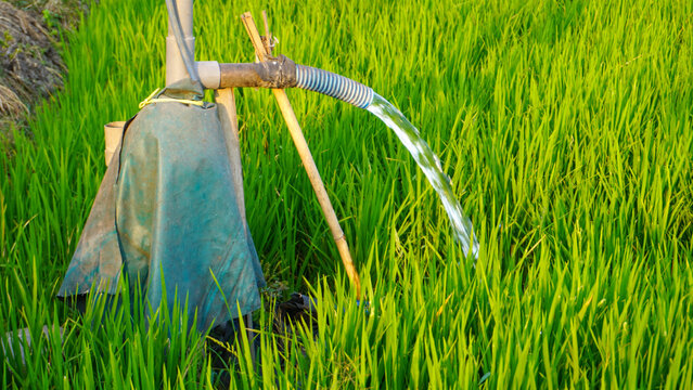 Clear groundwater pumping from an electric pump pipe system to irrigate a green rice paddy field on an agricultural farm, ensuring proper water management for healthy growing crop in rural countryside