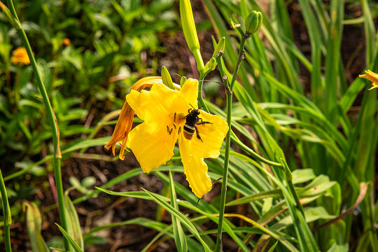 Abelha em flor