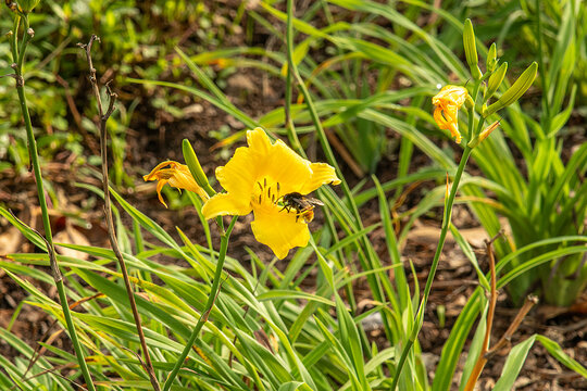 Abelha em flor