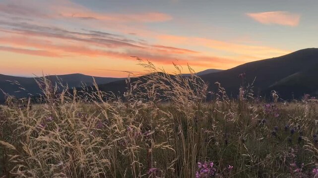 Pink sunrise over Borzhava ridge in Ukraine&rsquo;s Carpathians, soft morning light with grasses and wildflowers in foreground framing mountain landscape in rosy hues