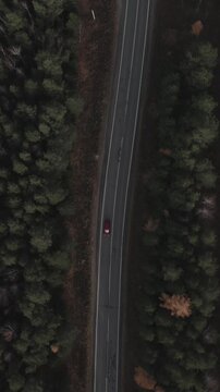 Drone aerial top down view of a curving asphalt highway cutting through dense conifer forest with autumn colors, light traffic, Ural region, Russia