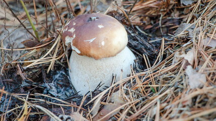 mushrooms in the grass © lazalnik