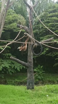 Agile gibbon (Hylobates agilis) swinging on tree branch.