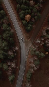 Top-down aerial view of a curving asphalt road cutting through mixed forest with fall colors and bare trees in the Ural Mountains, Russia, with a car driving along