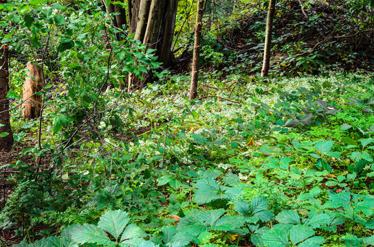 Close-up of vegetation on a hillside forest floor with old and new growth trees.