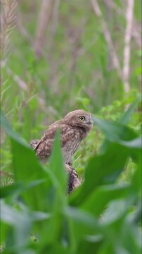 Little owl perched on a branch in a green forest