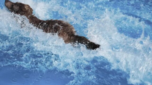 Hund springt beim Hundebadetag ins Wasser des Freibades, Hundeschwimmen, apportieren, planschen