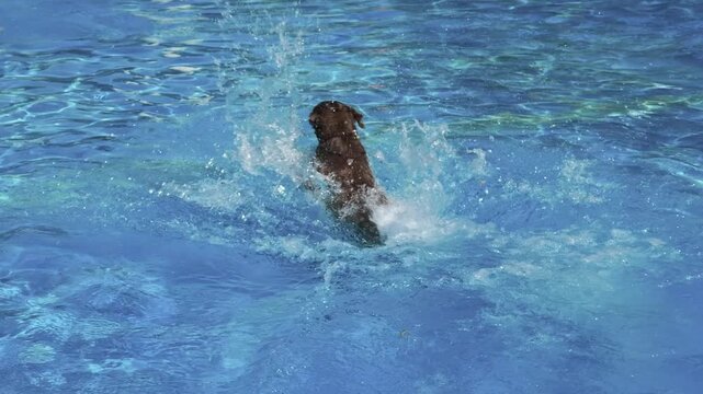 Hund springt beim Hundebadetag ins Wasser des Freibades, Hundeschwimmen, apportieren, planschen