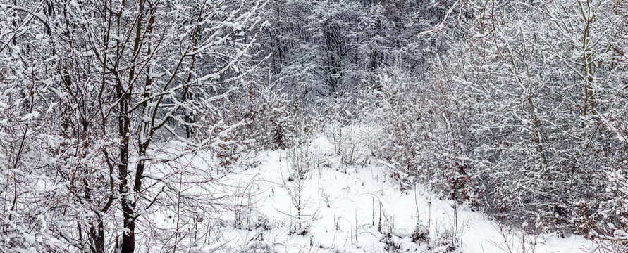 Snow-covered forest with trees and shrubs in winter