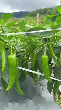 Fresh Green Chili Peppers Growing on a Plant in the Garden