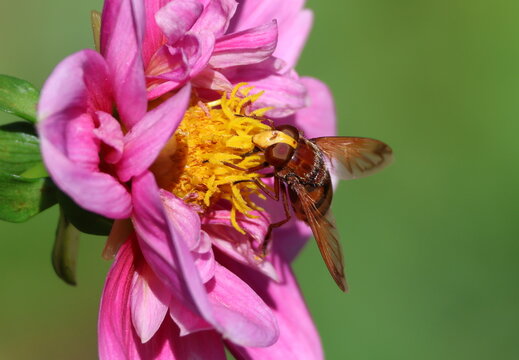 Hornet mimic hoverfly, Volucella zonaria, feeding on the pollen and nectar of a dahlia flower.