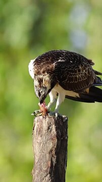 Osprey Bird Eating Fresh Fish Prey on a Wooden Post
