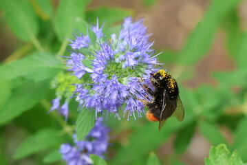 Red tailed Bumble Bee, Bombus lapidarius, feeding on pollen and nectar on the Caryopteris flowers. © Maria