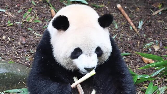 Close up sweet panda, Mei Lan aka Rou Rou , eating Bamboo, Panda Valley