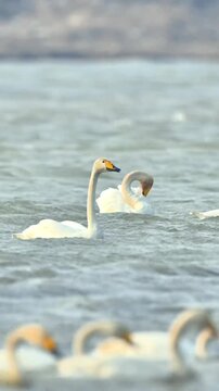 Beautiful white whooper swans swimming in a serene river