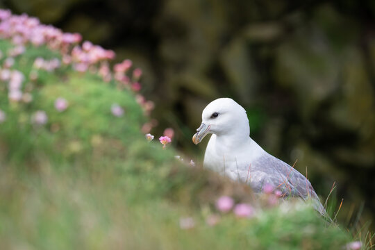 A Northern fulmar on a coastal cliff surrounded by sea pink (aka sea thrift) flowers at Sumburgh Head in Shetland, Scotland.
