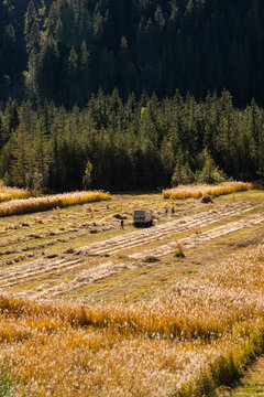 Traditional alpine haymaking on mountain meadow with workers and trailer in autumn