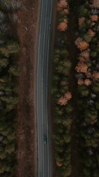Top down drone footage of a curving asphalt road cutting through mixed autumn woodland with a few cars driving, scenic countryside landscape in Ural, Russia