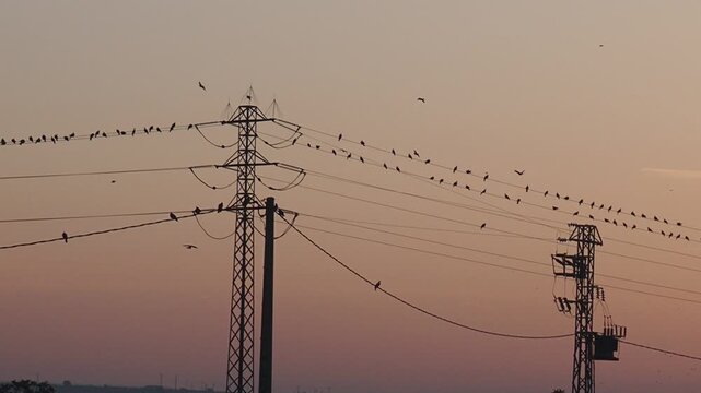 despertares de estorninos al amanecer bajo el cielo color rosa. juneda, l&eacute;rida, espa&ntilde;a